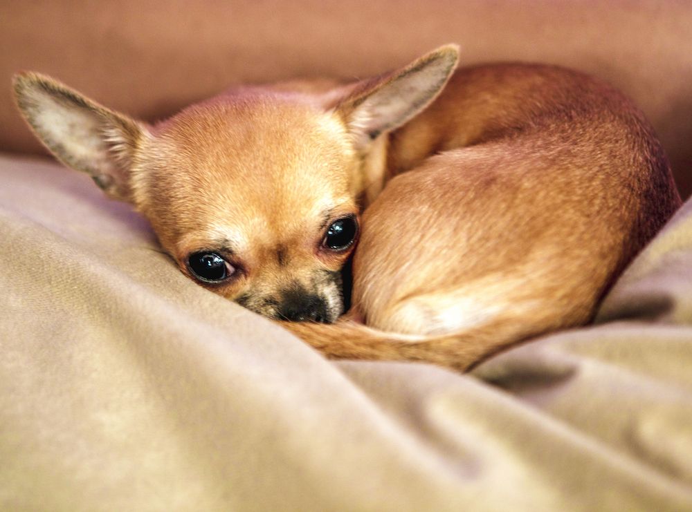 The Highs and Lows of Blood Sugar